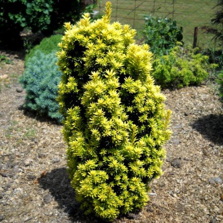 Taxus baccata "David" - tis obyčajný